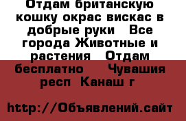 Отдам британскую кошку окрас вискас в добрые руки - Все города Животные и растения » Отдам бесплатно   . Чувашия респ.,Канаш г.